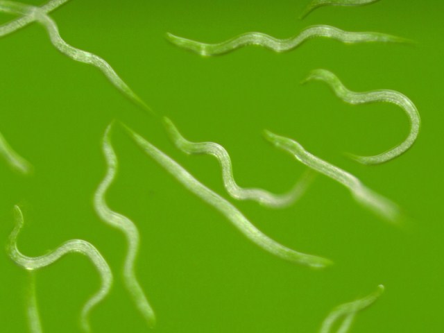 Nemassist ® Beneficial Nematodes